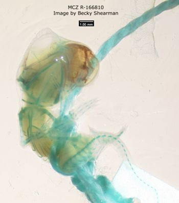 Media type: image; Herpetology R-166810